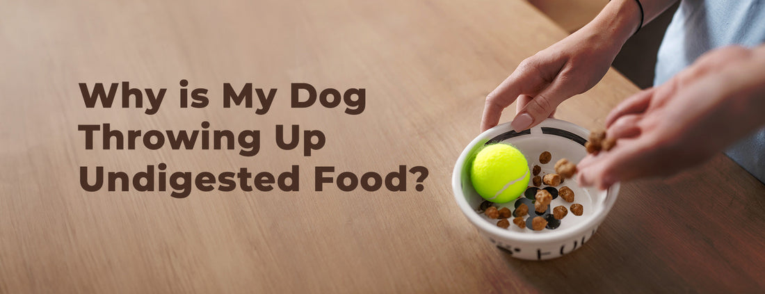 Why is my dog throwing up undigested food?