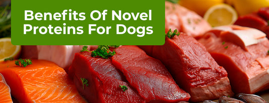 Benefits Of Novel Proteins For Dogs