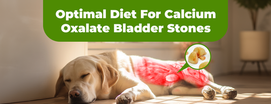 Optimal Diet For Calcium Oxalate Bladder Stones in Dogs