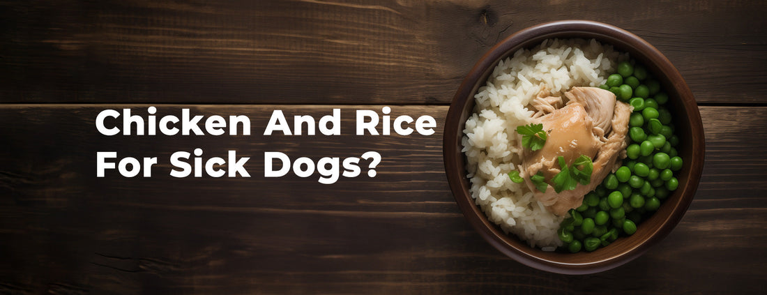 Chicken and Rice for Sick Dogs: When It Helps, How Much to Feed & Recipe