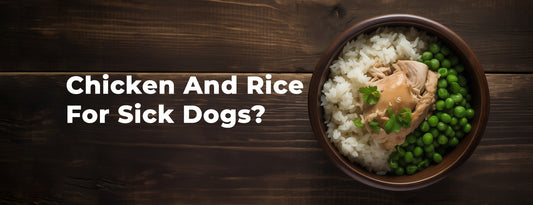Chicken and Rice for Sick Dogs: When It Helps, How Much to Feed & Recipe