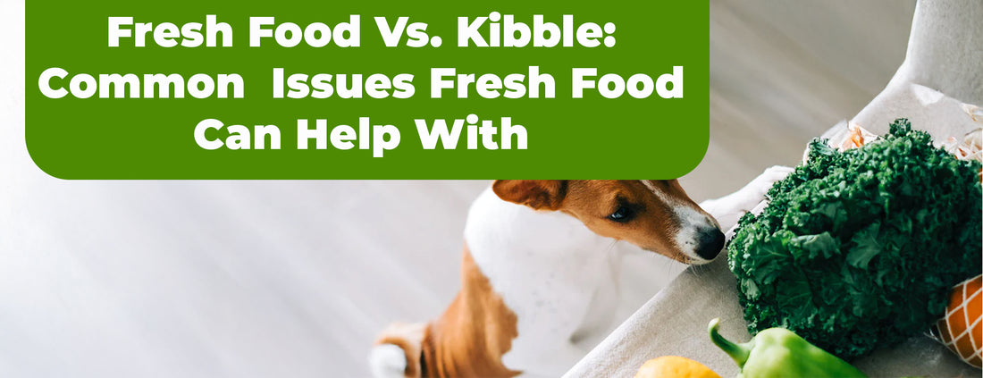 Fresh Food Vs. Kibble: Common Health Issues Fresh Food Can Help With