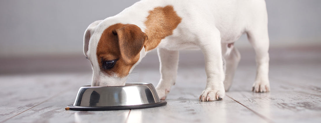 Nutrient Retention Issues with Commercial Dog Foods; Why You Should be Making Your Dog’s Food At Home