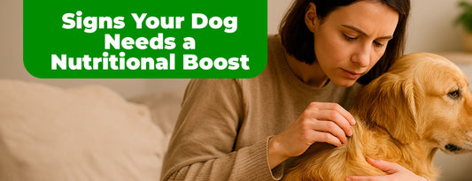 Signs Your Dog Needs a Nutritional Boost