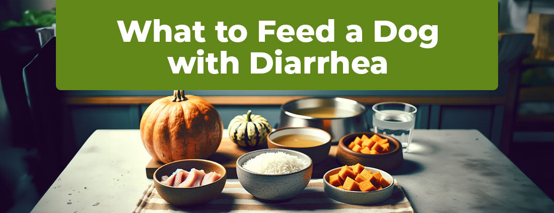 What To Feed My Dog With Diarrhea