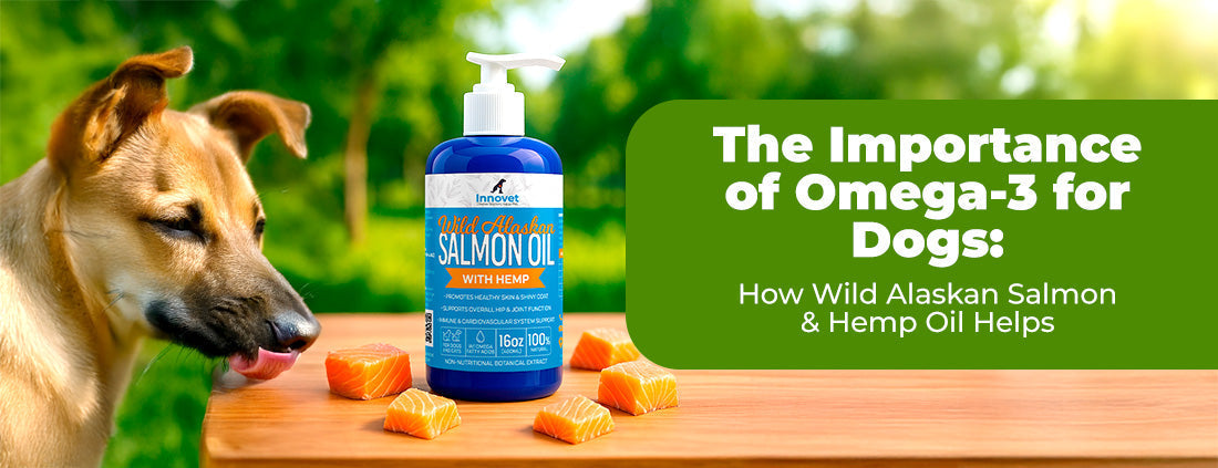 Omega‑3 for Dogs: Skin, Joints & Heart Support